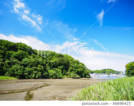 小ami郎森林(夏季) 小ami郎森林(夏季) 66696425