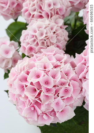 淡粉色繡球花 66696585