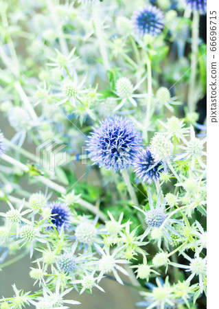 Ruritama薊和Erenjuumu 66696715