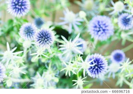 Ruritama薊和Erenjuumu 66696716