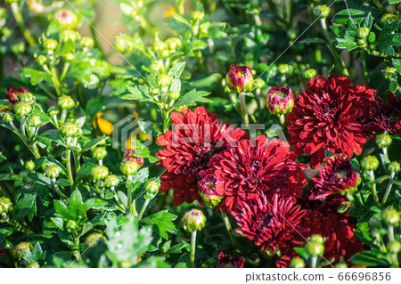 Flower of chrysanthemum in drops after rain. 66696856