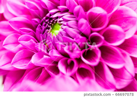 粉色大麗花芭蕾舞短裙 66697078