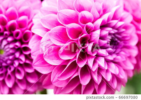 Pink dahlia tutu Pink dahlia tutu 66697080