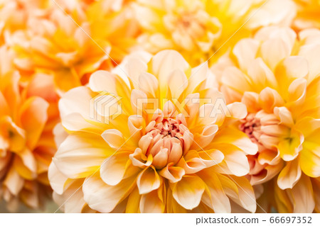 杏色的大麗花港口光之美 66697352
