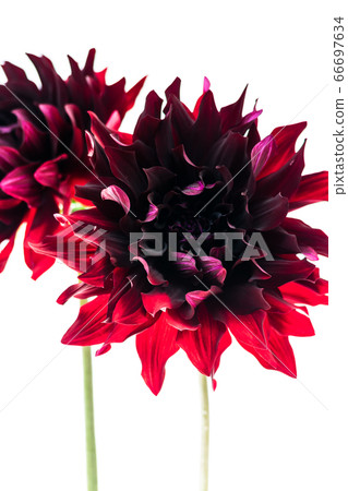 黑大麗花和黑蝴蝶 黑大麗花和黑蝴蝶 66697634