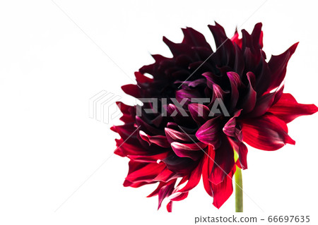 Black dahlia and black butterfly 66697635