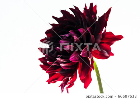 黑大麗花和黑蝴蝶 66697638