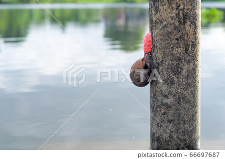 Closeup Cherry snail laying a lot of pink eggs on the steel column at bank of river 66697687