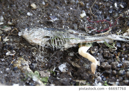 Mixed soil of young earthworms and young earthworms Mixed soil of young earthworms and young earthworms 66697768