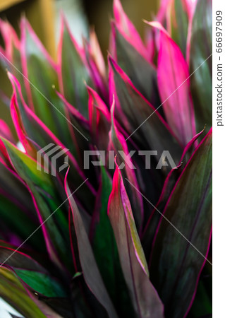 Dracaena Johnny Noble Dracaena Johnny Noble 66697909