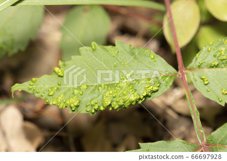 癭瘤 癭瘤 66697928