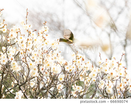 Arayama Bairin Plum and Japanese white-eye Arayama Bairin Plum and Japanese white-eye 66698074