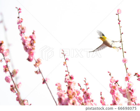 Arayama Bairin Plum and Japanese white-eye Arayama Bairin Plum and Japanese white-eye 66698075