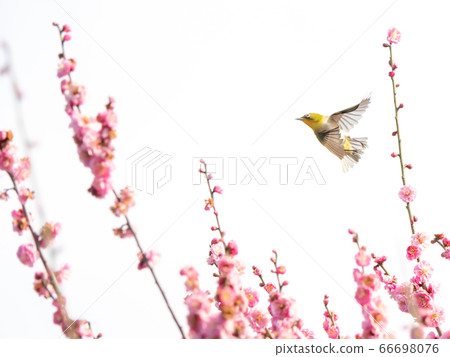 Arayama Bairin Plum and Japanese white-eye 66698076