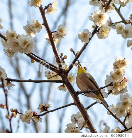 Arayama Bairin Plum and Japanese white-eye Arayama Bairin Plum and Japanese white-eye 66698084