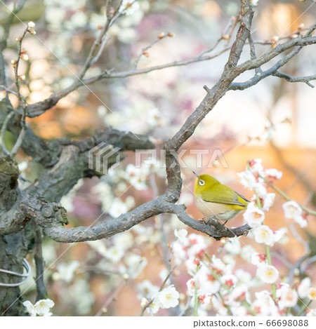 Arayama Bairin Plum and Japanese white-eye Arayama Bairin Plum and Japanese white-eye 66698088