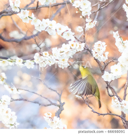 Arayama Bairin Plum and Japanese white-eye Arayama Bairin Plum and Japanese white-eye 66698091