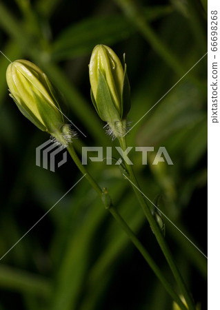 Two unblown peony is growing in a spring garden. Two unblown peony is growing in a spring garden. 66698268
