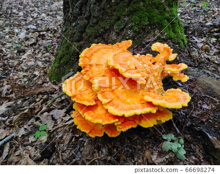 yellow and orange not edible mushrooms yellow and orange not edible mushrooms 66698274