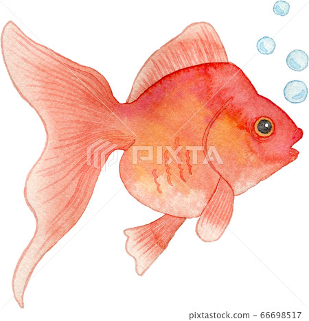 紅色金魚吹泡泡的水彩插圖 紅色金魚吹泡泡的水彩插圖 66698517