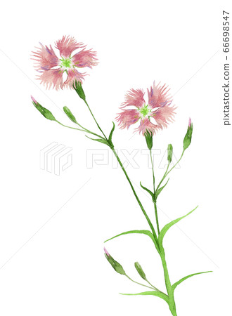 Kawarana Desiko水彩 Kawarana Desiko水彩 66698547