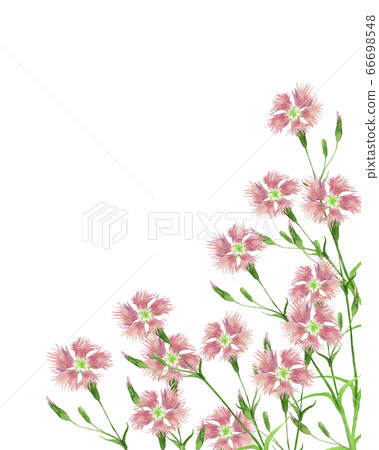 Kawarana Desiko水彩 66698548