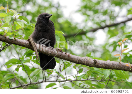 Carrion crow 66698701