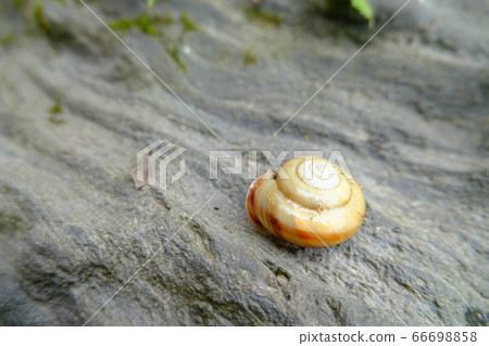 Snail with hidden head riding on rock 66698858