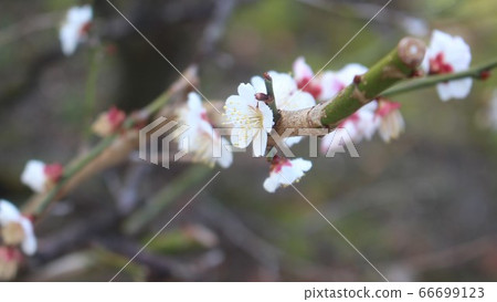 Cherry blossoms in the morning dew Kitano Tenmangu Cherry blossoms in the morning dew Kitano Tenmangu 66699123