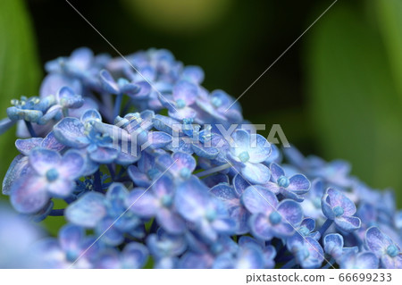 旋渦繡球花 66699233