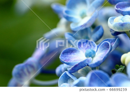Vortex hydrangea 66699239