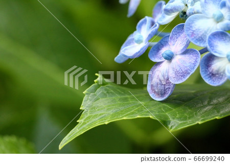 Vortex hydrangea 66699240