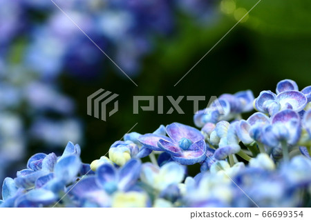 旋渦繡球花 旋渦繡球花 66699354