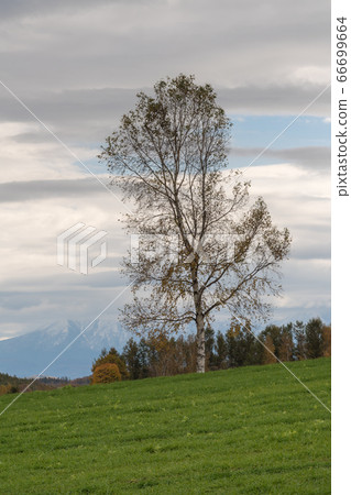 Hill of Biei in autumn 66699664