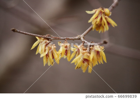 Wax plum Wax plum 66699839