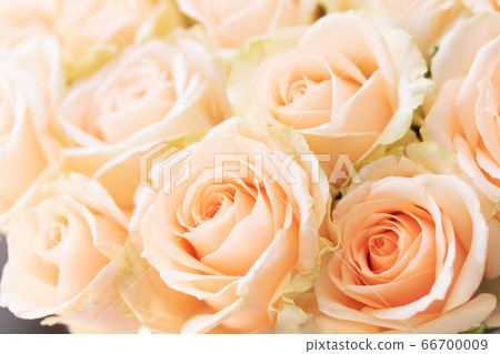 Apricot roses and peach avalanche Apricot roses and peach avalanche 66700009