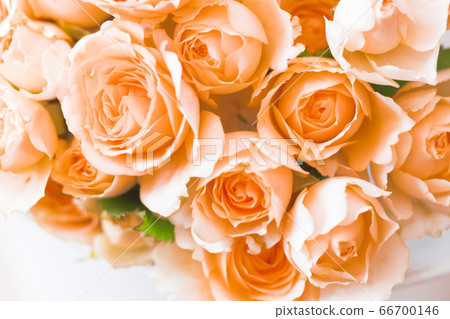 Apricot-colored rose Sara 66700146
