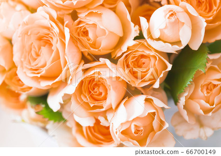 Apricot-colored rose Sara 66700149