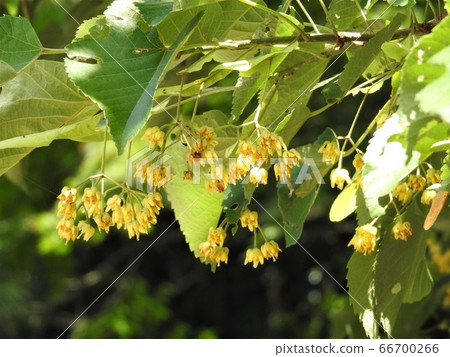 菩提樹花 菩提樹花 66700266