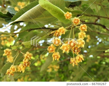 菩提樹花 菩提樹花 66700267