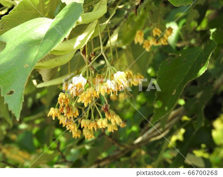 菩提樹花 菩提樹花 66700268