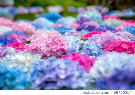 繡球在水中漂浮3 66700504