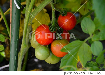 Summer vegetables in the kitchen garden, landscape Summer vegetables in the kitchen garden, landscape 66700650