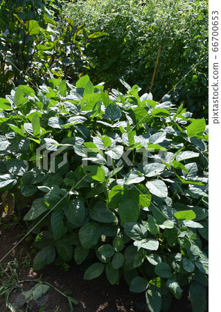 Summer vegetables in the kitchen garden, landscape Summer vegetables in the kitchen garden, landscape 66700653