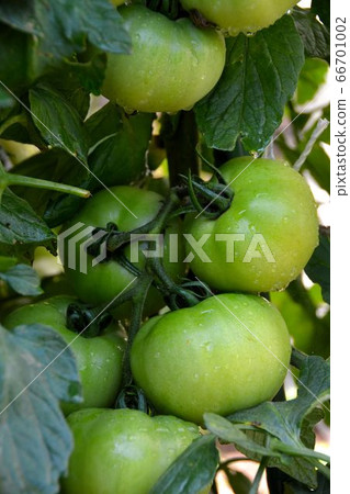 Summer vegetables in the kitchen garden, landscape 66701002