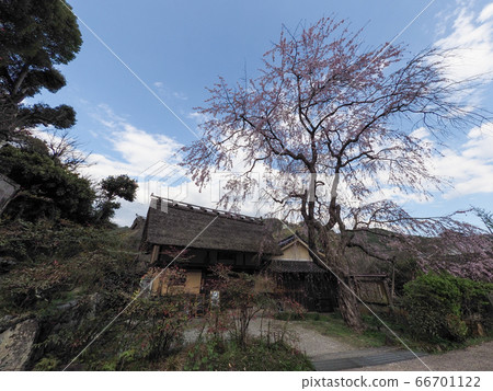 Horiya House Gana Imperial Palace Ruins Weeping cherry tree 66701122