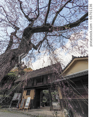 Horiya House Gana Imperial Palace Ruins Weeping cherry tree Horiya House Gana Imperial Palace Ruins Weeping cherry tree 66701136