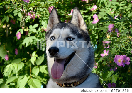 portrait of a dog of the Siberian Husky breed against the background of a flowering bush of pink shipovnmka portrait of a dog of the Siberian Husky breed against the background of a flowering bush of pink shipovnmka 66701216