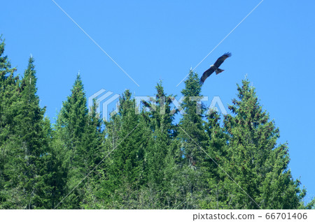An predatory bird flies over the trees looking for An predatory bird flies over the trees looking for 66701406