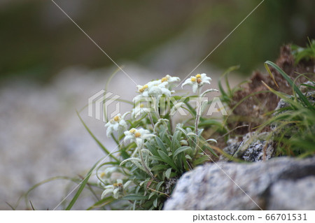 Female duckweed Female duckweed 66701531